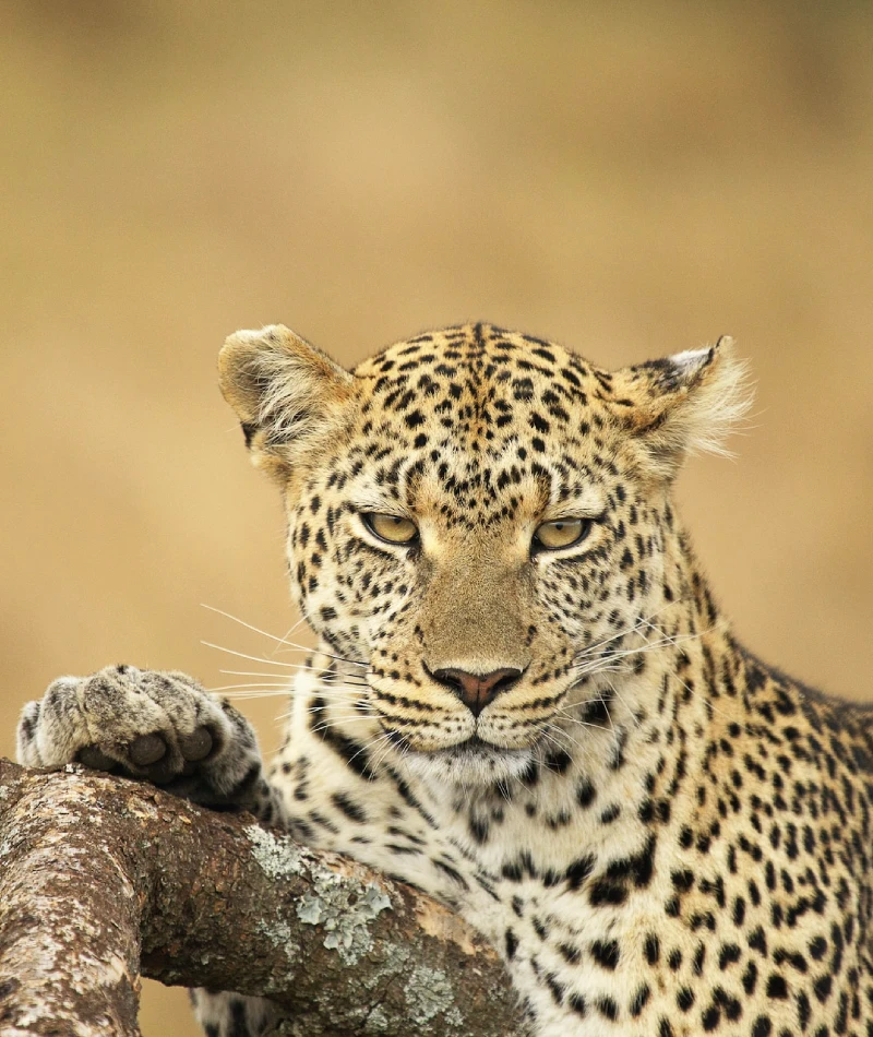 Tanzania