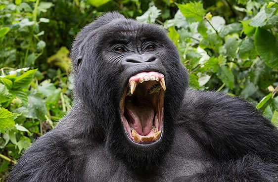 Uganda