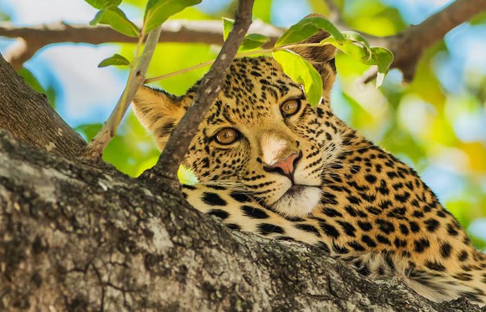 Tanzania-safaris-leopard-tourtamu-africa